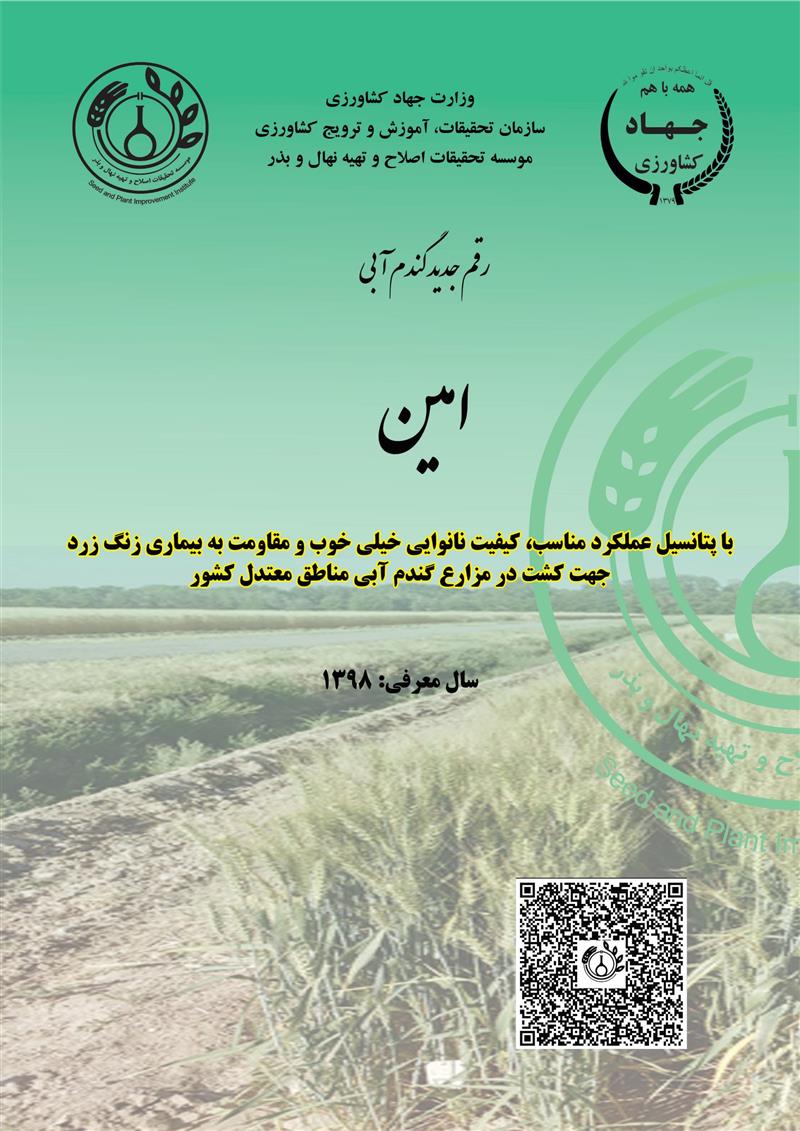 گندم نان آبی، رقم امین، سال 1398