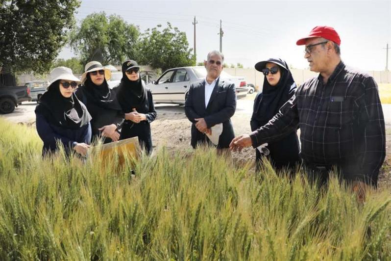 نقش چشمگیر ارقام اصلاح شده غلات مؤسسه در افزایش تولیدات كشاورزی ایران