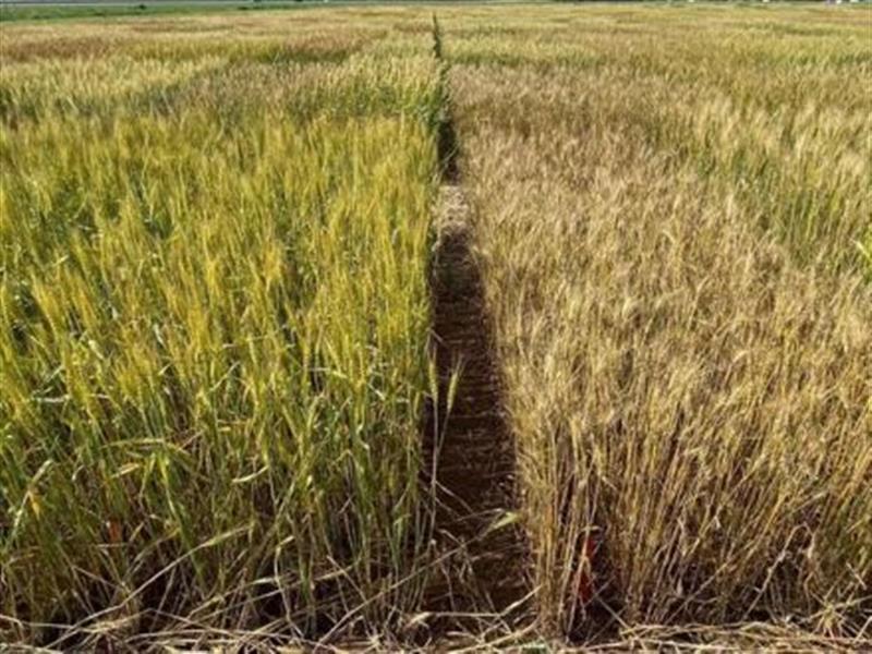 پایداری عملكرد؛ اولویت اصلاح ارقام گندم برای مقابله با خشكی و كم‌آبی