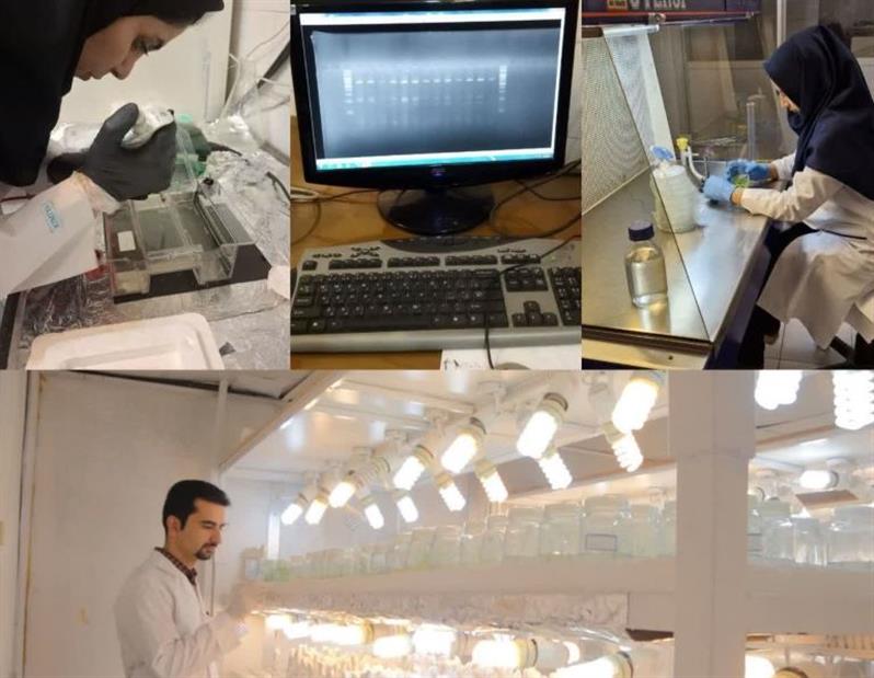 مهندسی دقیق زندگی در مقیاس مولكولی؛ گسترش خدمات ژنتیك و سلامت گیاه در بخش سبزی، صیفی و حبوبات آبی