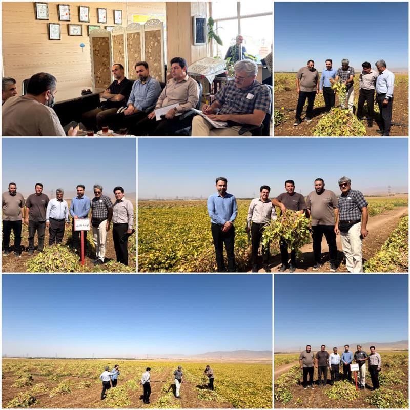 در راستای نظارت  بر اجرای قراردادهای انتقال فناوری؛ پایش میدانی مزارع تولید بذر لوبیا در استان زنجان
