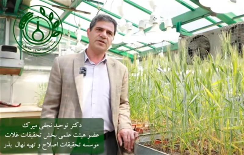 🎥 گزارش ویژه | چگونه با «به‌نژادی سریع»، زمان اصلاح ارقام گندم را تا ۶ برابر كاهش دادیم