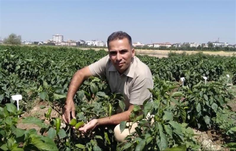 ارتقای ارقام هیبرید سبزی و صیفی؛ بازسازی ژنتیكی به كمك نشانگرهای مولكولی و اصلاح معكوس